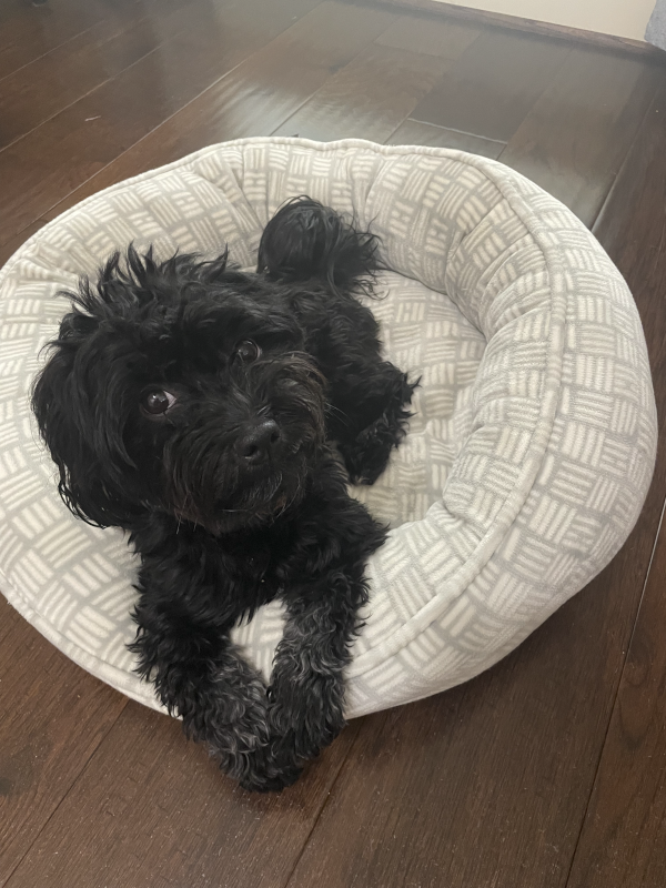 Our Dog Chase