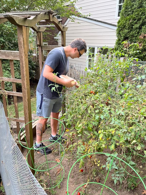 AJ Picking Tomatoes From His Garden