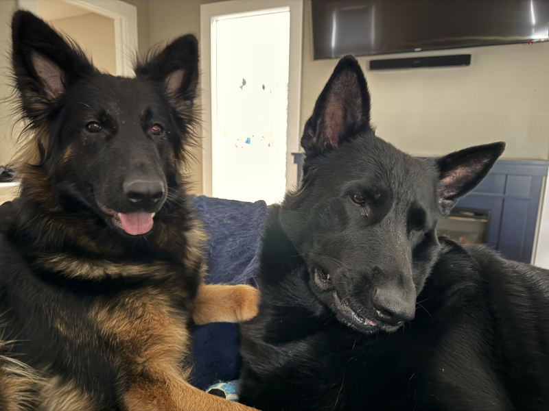 Our Dogs Martha and Leroy Brown