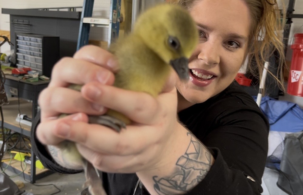 Raising Gaby Goslings for the Flock