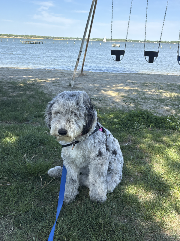 Our Dog at the Beach and Playground Near Our Home