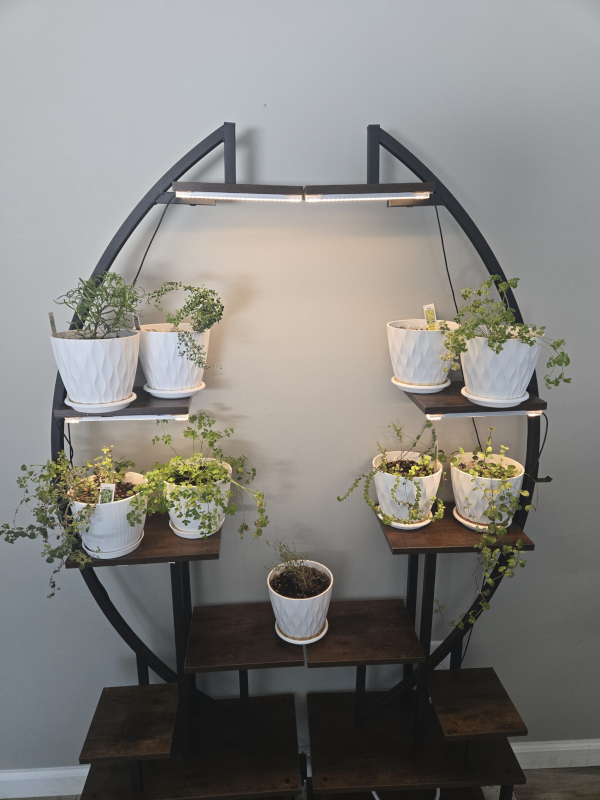 Our Herb Garden